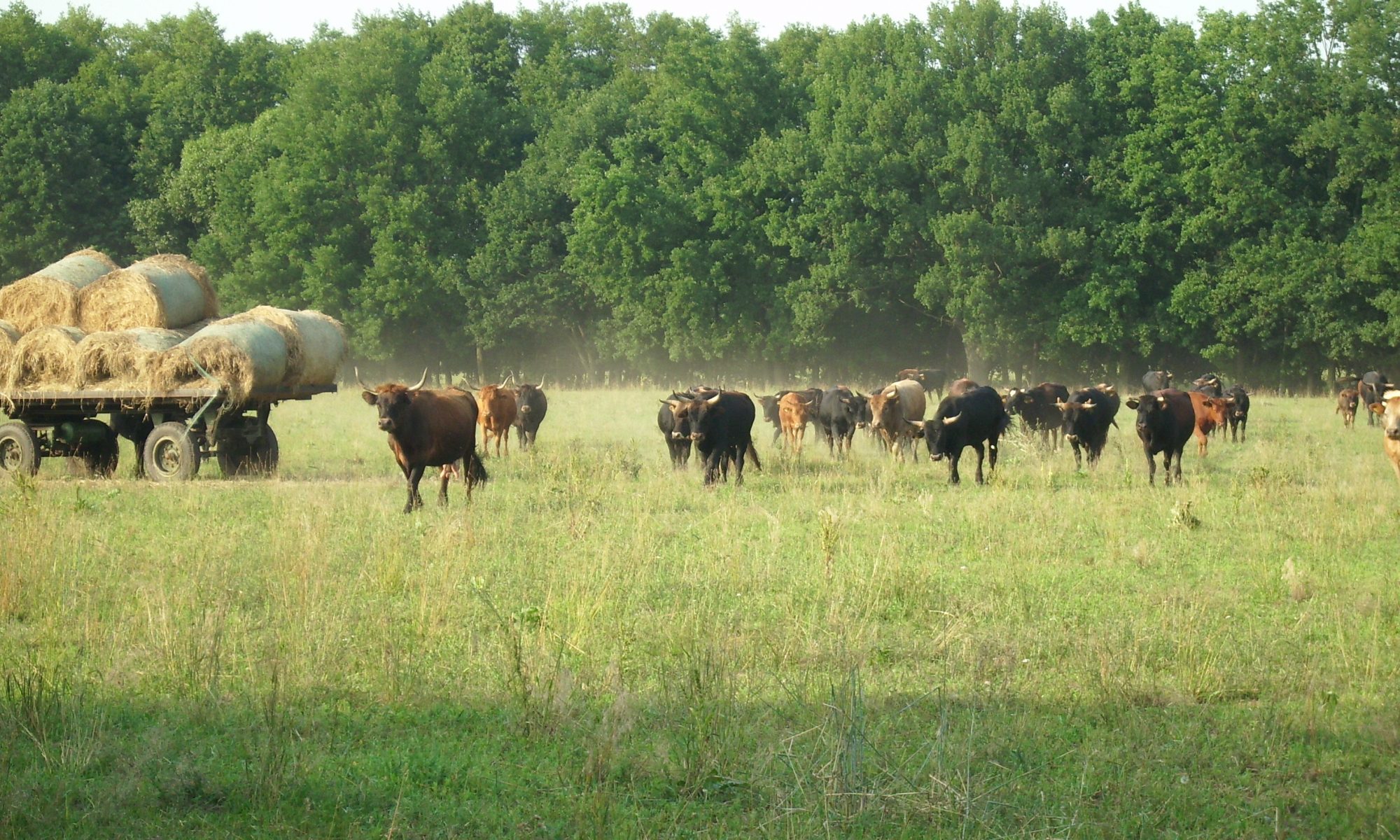 Bosparagus | Spargelhof und Rinderhaltung Kirstin Schulze